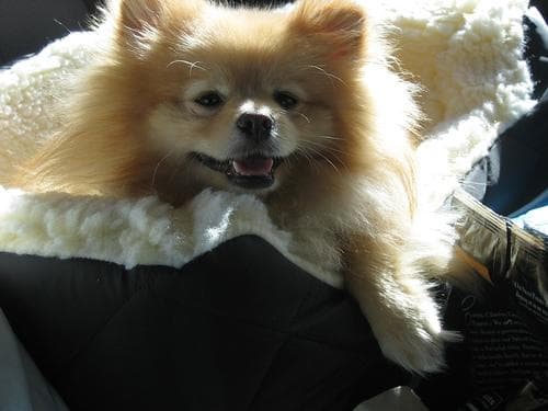 Pomeranian Boo yavrusu 2