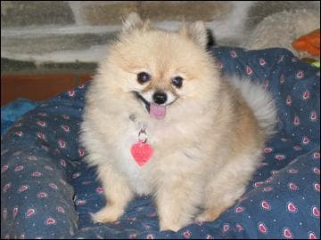 Pomeranian Boo yavrusu 2