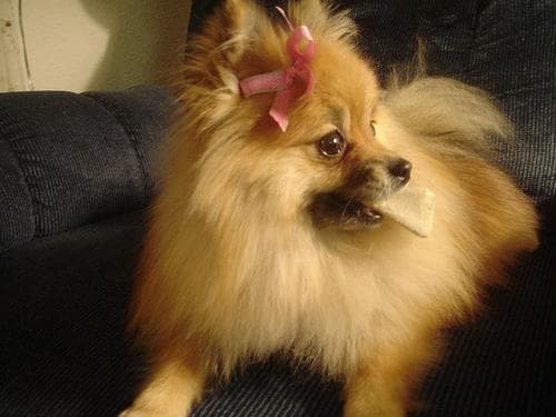 Pomeranian Boo yavrusu 3