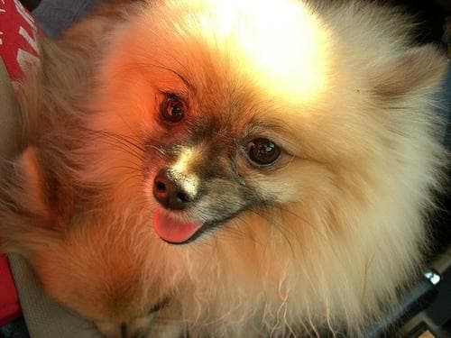 Pomeranian Boo yavrusu 3