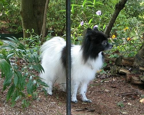 Pomeranian Boo yavrusu 2