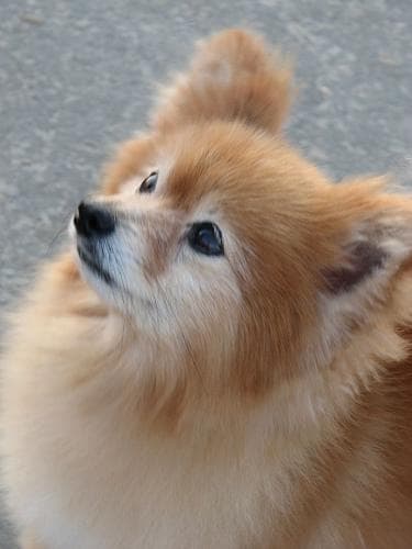 Pomeranian Boo yavrusu 2