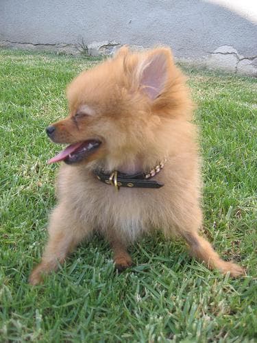 Pomeranian Boo yavrusu 2