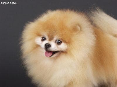 Pomeranian Boo yavrusu 2