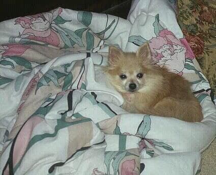 Pomeranian Boo yavrusu 2