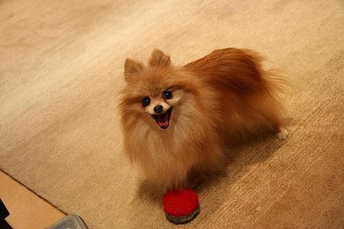 Pomeranian Boo yavrusu 2