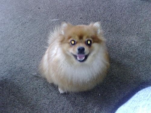 Pomeranian Boo yavrusu 2