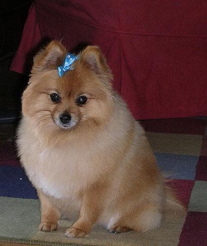 Pomeranian Boo yavrusu 2