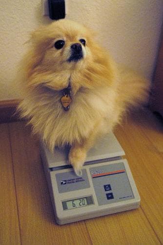 Pomeranian Boo yavrusu 3