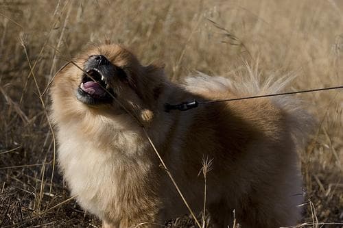 Pomeranian Boo yavrusu 1