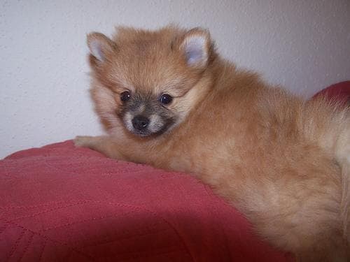 Pomeranian Boo yavrusu 2