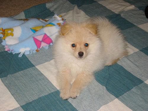 Pomeranian Boo yavrusu 3