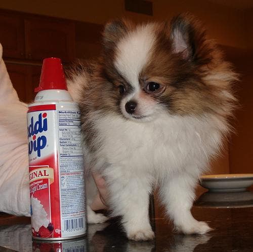 Pomeranian Boo yavrusu 3