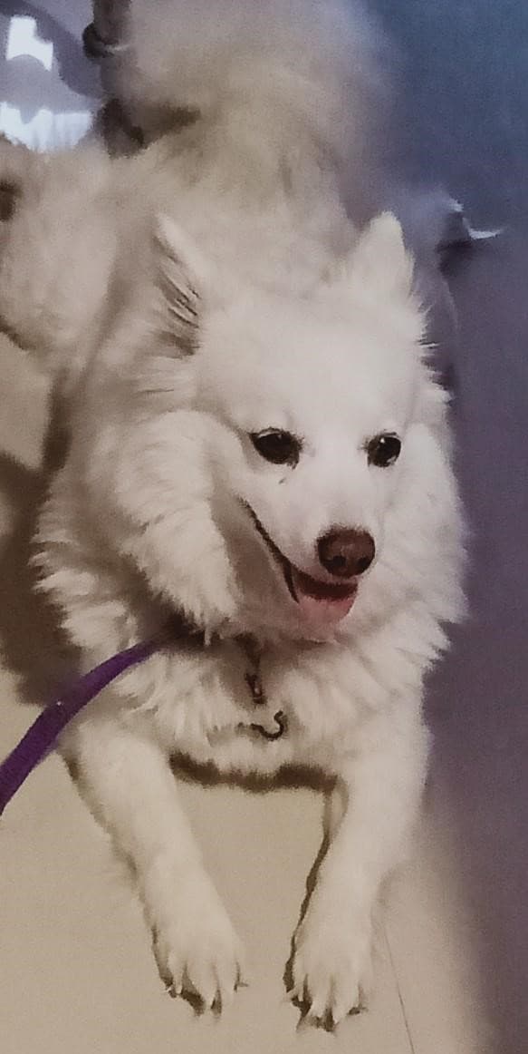 Pomeranian Boo yavrusu 2