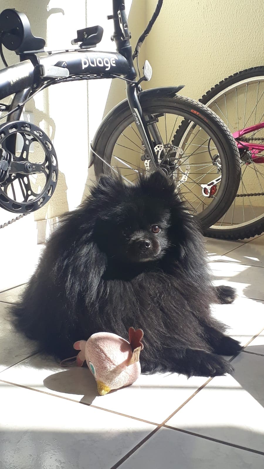 Pomeranian Boo yavrusu 2