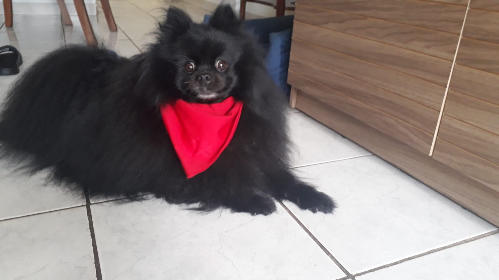 Pomeranian Boo yavrusu 2