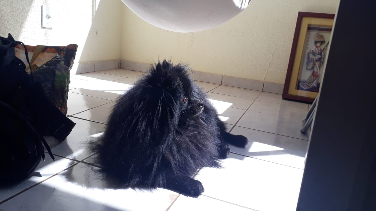 Pomeranian Boo yavrusu 3