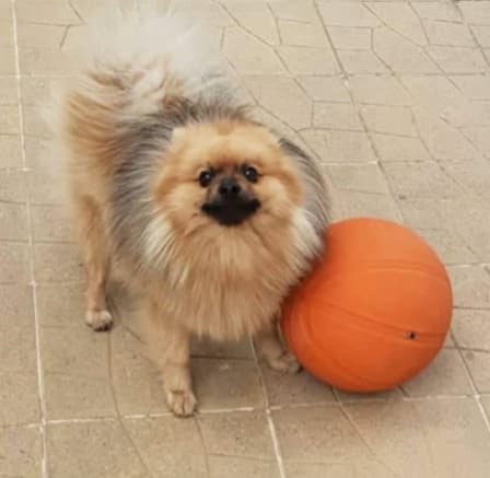 Pomeranian Boo yavrusu 2