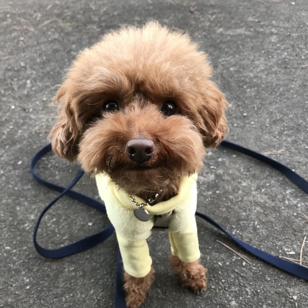 Toy Poodle yavrusu 2
