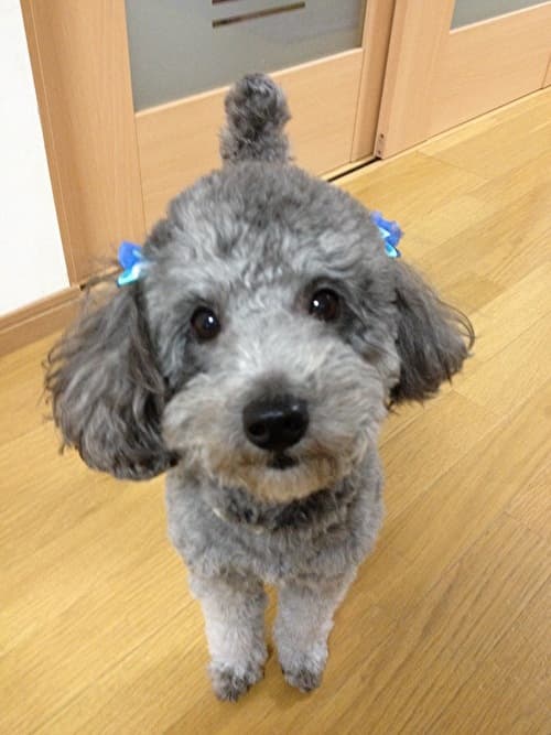 Maltipoo yavrusu 3