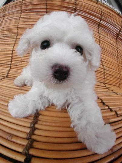 Toy Poodle yavrusu 3