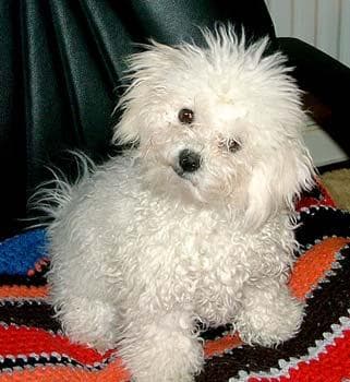 Toy Poodle yavrusu 3