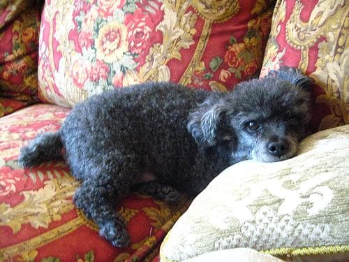 Toy Poodle yavrusu 2