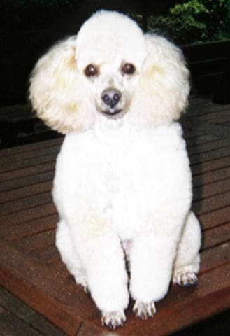 Toy Poodle yavrusu 2