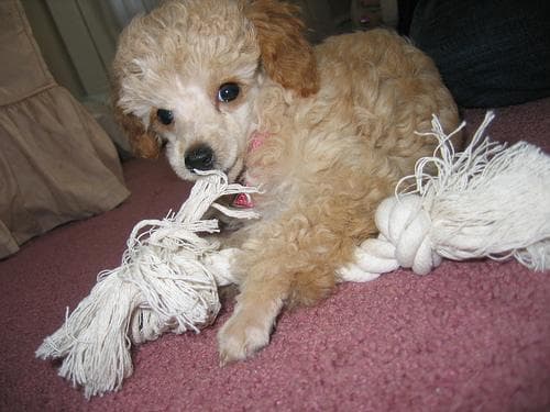 Toy Poodle yavrusu 2
