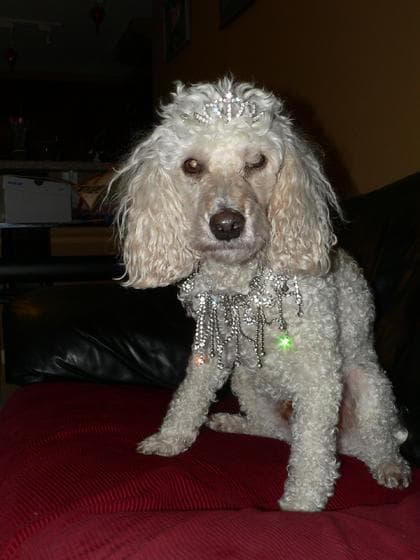 Maltipoo yavrusu 2