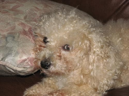 Toy Poodle yavrusu 3