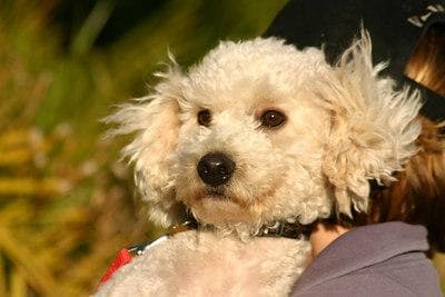 Toy Poodle yavrusu 1