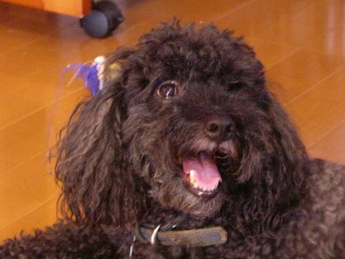 Toy Poodle yavrusu 3