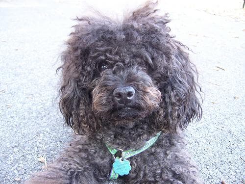 Toy Poodle yavrusu 3