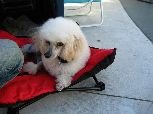Maltipoo yavrusu 1
