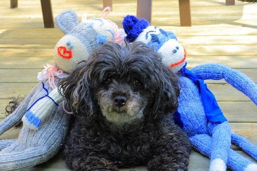 Toy Poodle yavrusu 3