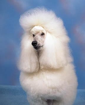 Toy Poodle yavrusu 2