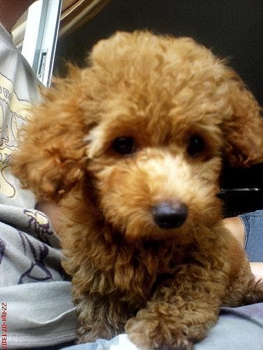 Maltipoo yavrusu 3