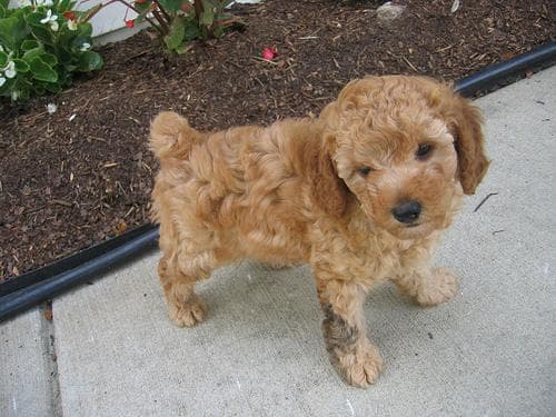 Toy Poodle yavrusu 3