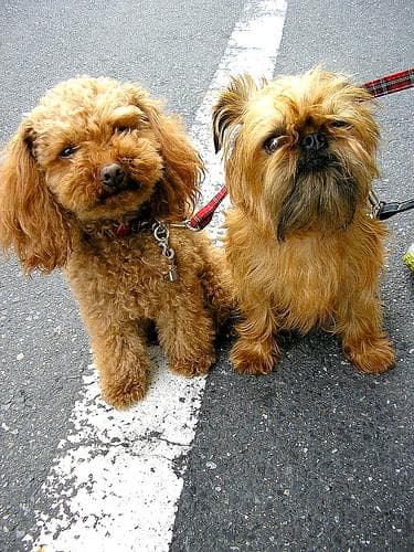 Toy Poodle yavrusu 2