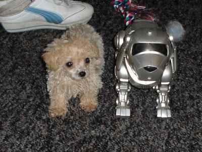 Toy Poodle yavrusu 3