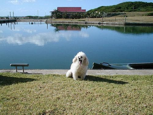 Toy Poodle yavrusu 3