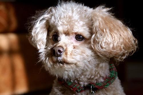 Toy Poodle yavrusu 2