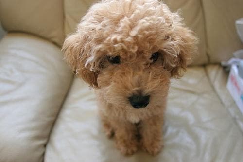 Toy Poodle yavrusu 3