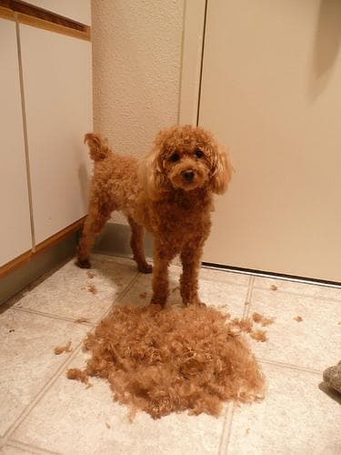Toy Poodle yavrusu 3