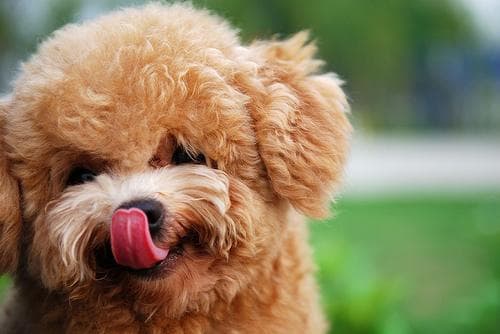 Toy Poodle yavrusu 3