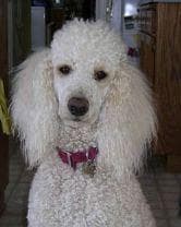 Toy Poodle yavrusu 3