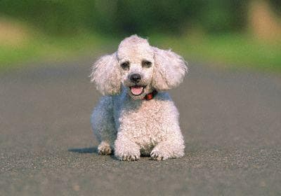 Maltipoo yavrusu 3