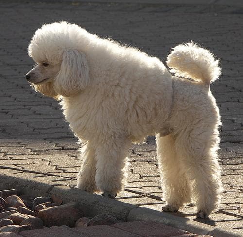 Toy Poodle yavrusu 2