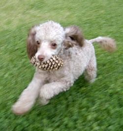 Toy Poodle yavrusu 2
